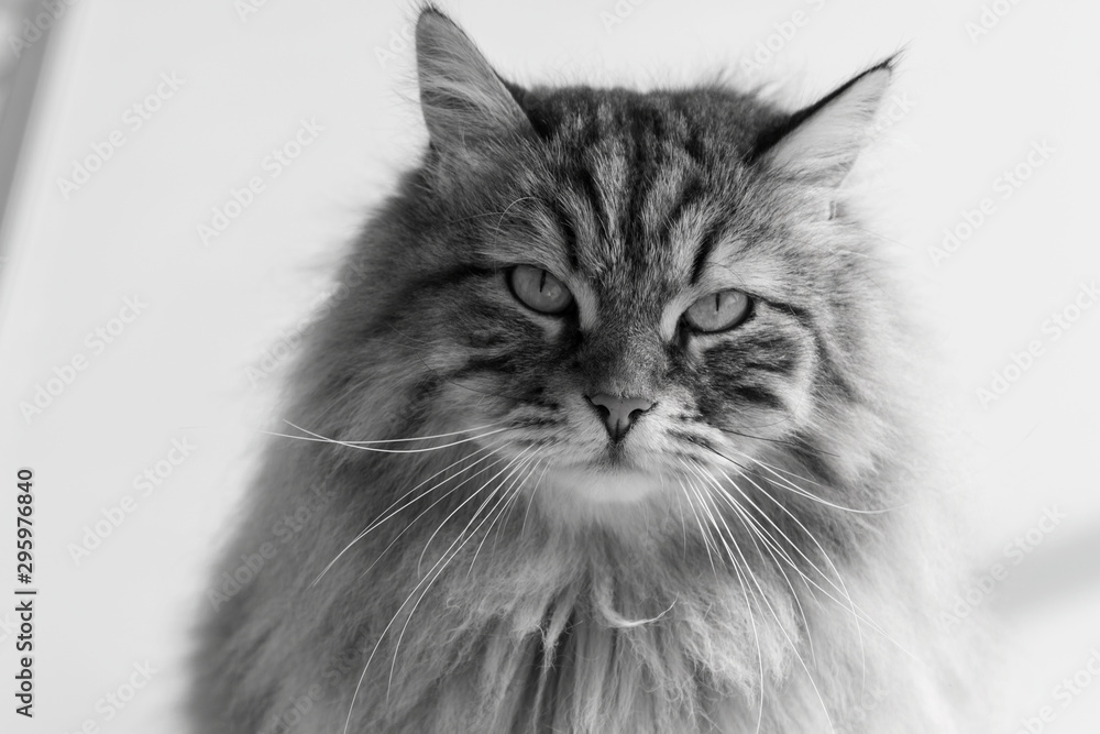Long haired cat in relax indoor, siberian purebred domestic animal