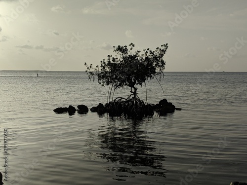 a mangrove silhouette outline photo