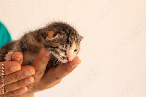 Little newborn cat baby held in the hands of a man. Neonate domestic animal.
