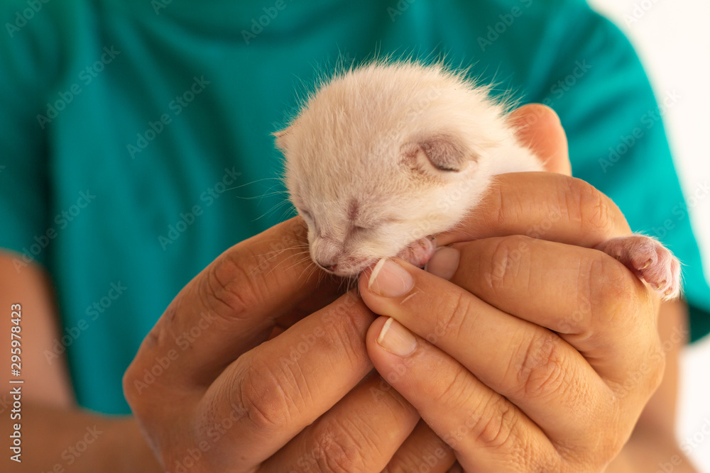 Little newborn cat baby held in the hands of a man. Neonate domestic animal. Little newborn cat baby held in the hands of a man. Neonate domestic animal.