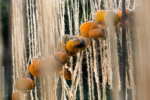 Czech agriculture and farming - autumnal pumpkins in the garden photo