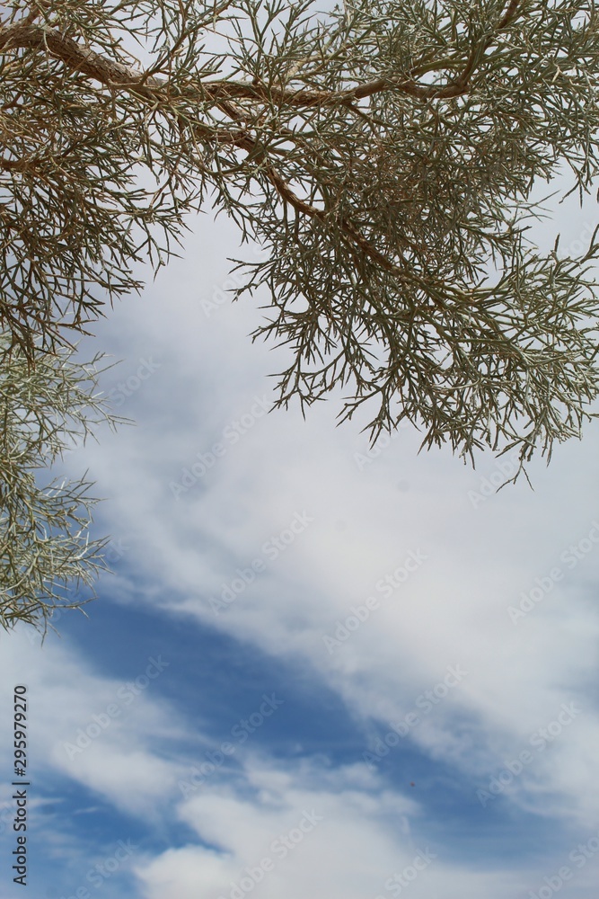 To preserve our indigenous ecology, we must respect this unique plant growing in the margins of 29 Palms, commonly referred to as Smoketree, and botanically ranked as Psorothamnus Spinosus. To preserve our indigenous ecology, we must respect this unique plant growing in the margins of 29 Palms, commonly referred to as Smoketree, and botanically ranked as Psorothamnus Spinosus.