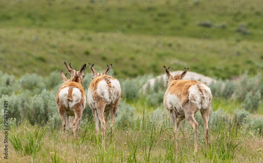 Pronghorn Antelopes Run Across Field Pronghorn Antelopes Run Across Field