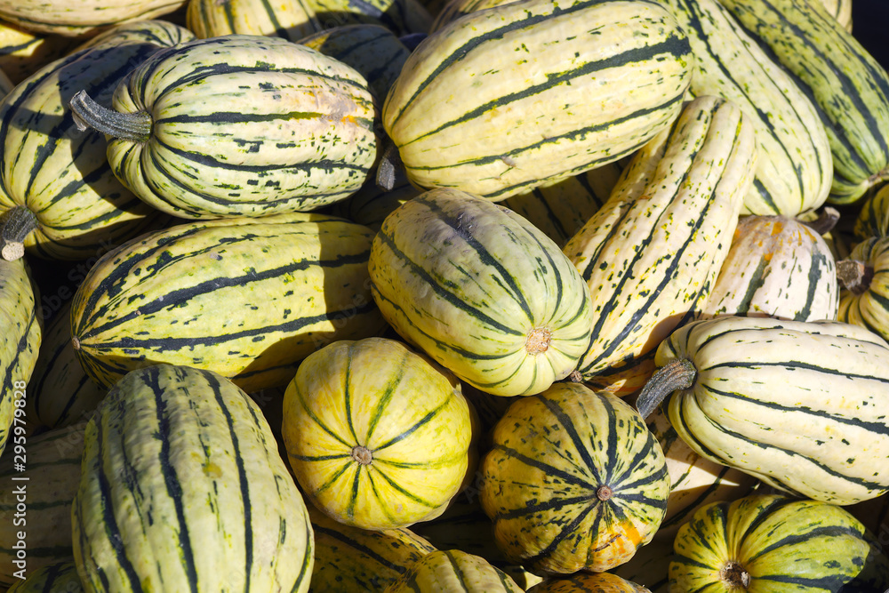 white and green striped squashes at the market organic agriculture vegetarian food harvest