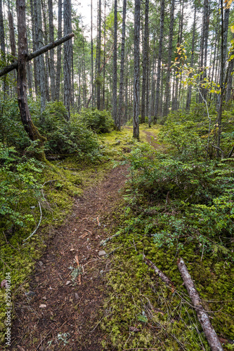 Fototapeta Naklejka Na Ścianę i Meble -  a narrow trail inside forest surrounded by dense trees and bushes
