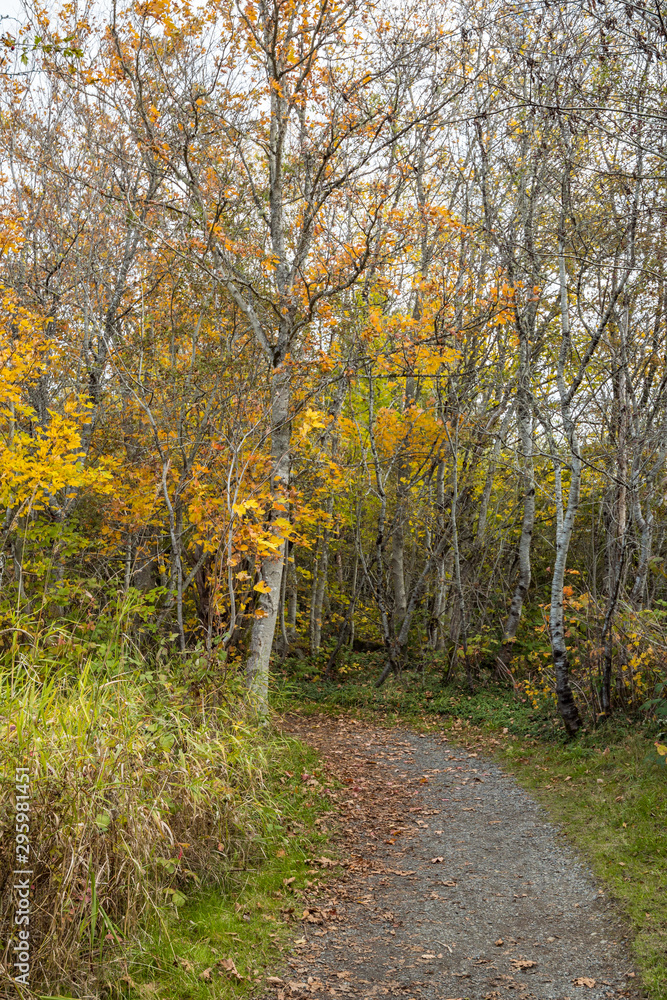 path inside forest in the park with fallen leaves covered surface and trees on both sides turning yellow