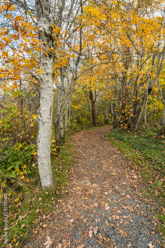 path inside forest in the park with fallen leaves covered surface and trees on both sides turning yellow