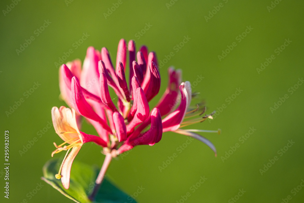 close up of beautiful pink flower blooming under the sun with creamy green background