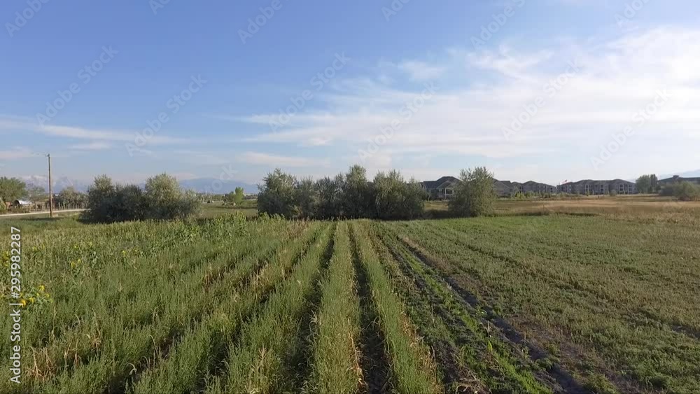 A low altitude drone flies over and captured crop rows in a small urban farm. A low altitude drone flies over and captured crop rows in a small urban farm.