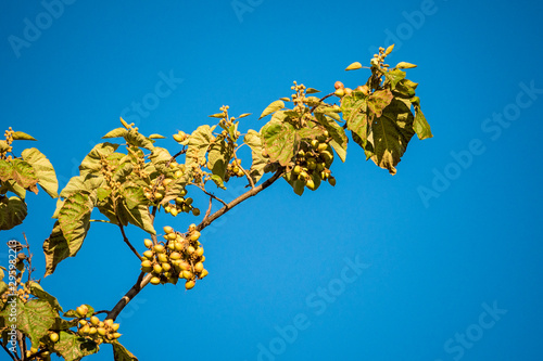 yellow shelled fruits hanging on the branch of the tree under clear blue sky