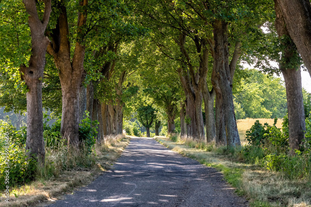 alley in summer in Poland