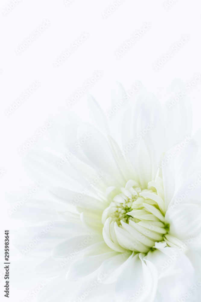 菊白い花の背景素材stock Photo Adobe Stock
