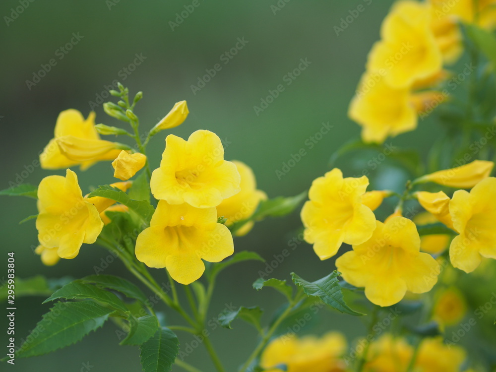 Gold Yellow trumpet flower background beautiful in nature Flowering into a bouquet of flowers at the end of the branches, very blossoming, the petals forming a cone petals are round, slightly wavy Gold Yellow trumpet flower background beautiful in nature Flowering into a bouquet of flowers at the end of the branches, very blossoming, the petals forming a cone petals are round, slightly wavy