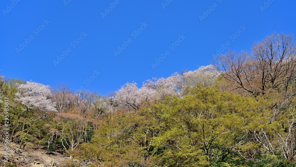 青空バックに満開の桜咲く情景
