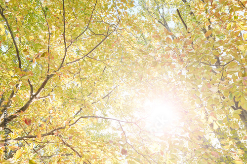 秋の木々の背景イメージ（逆光あり）