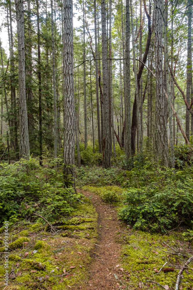 narrow hidden trails in the forest with dense tall trees and green bushes all around