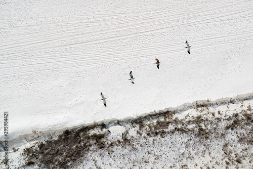 Aerial looking down on flock of pelecans over beach in sigle file flight