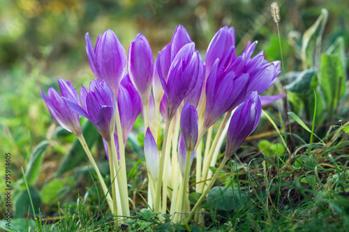 Crocus in bloom. Colchicum Autumnale or Autumn Crocus. Beautiful purple Flowers in Morning Sunshine