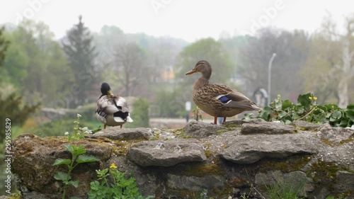 Duck taking a poop discretely on an old castle rock photo