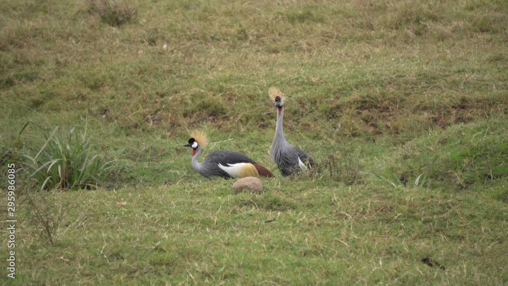 Crowned Crane Birds in Natural Habitat, Eating in Grass of African Savanna, Tanzania National Park Crowned Crane Birds in Natural Habitat, Eating in Grass of African Savanna, Tanzania National Park