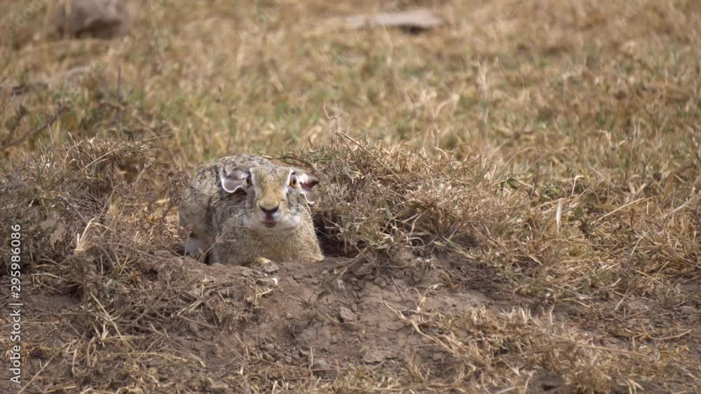 African Savanna Hare, Small Rabbit Animal on Ground of Savanna ...