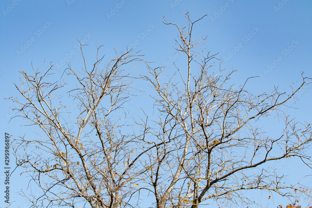 Bare branches on a background of autumn blue sky. Bare branches on a background of autumn blue sky.