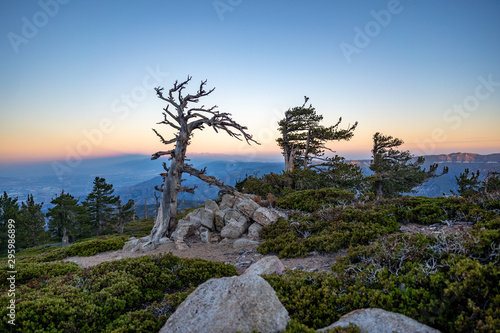 Twisted dead pine at sunset in San Bernardino Mountains, California
