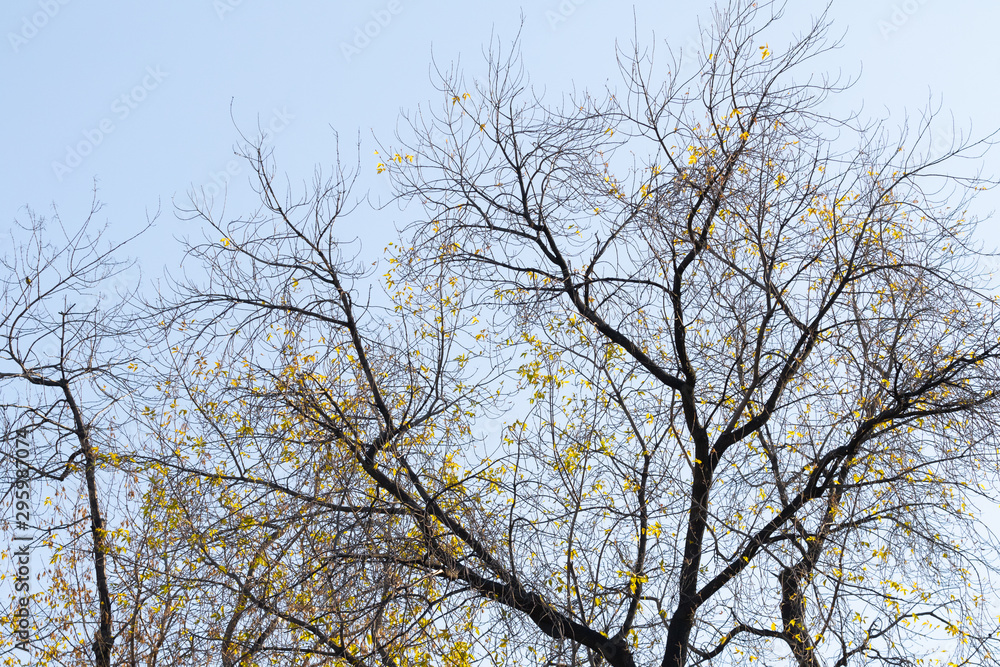 Crooked tree branches without leaves on a background of blue sky, late autumn. Dry tree branches autumn landscape and sky. Crooked tree branches without leaves on a background of blue sky, late autumn. Dry tree branches autumn landscape and sky.