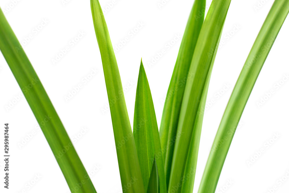 pandan leaves isolated on white background pandan leaves isolated on white background