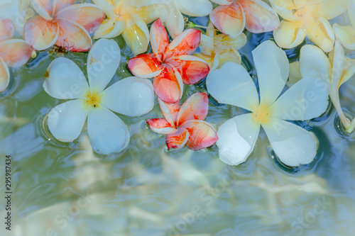 Frangipani flowers colorful tropical scent on water treatment in the health spa is illustrated