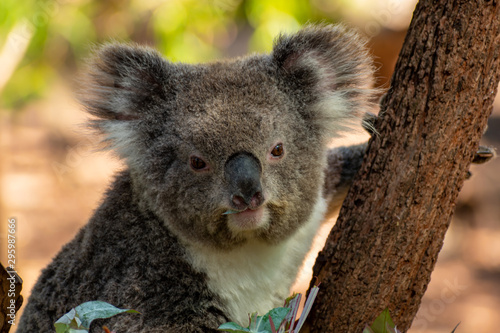 Fototapeta Naklejka Na Ścianę i Meble -  Closeup photo of koala hanging by an eucalyptus tree while eating