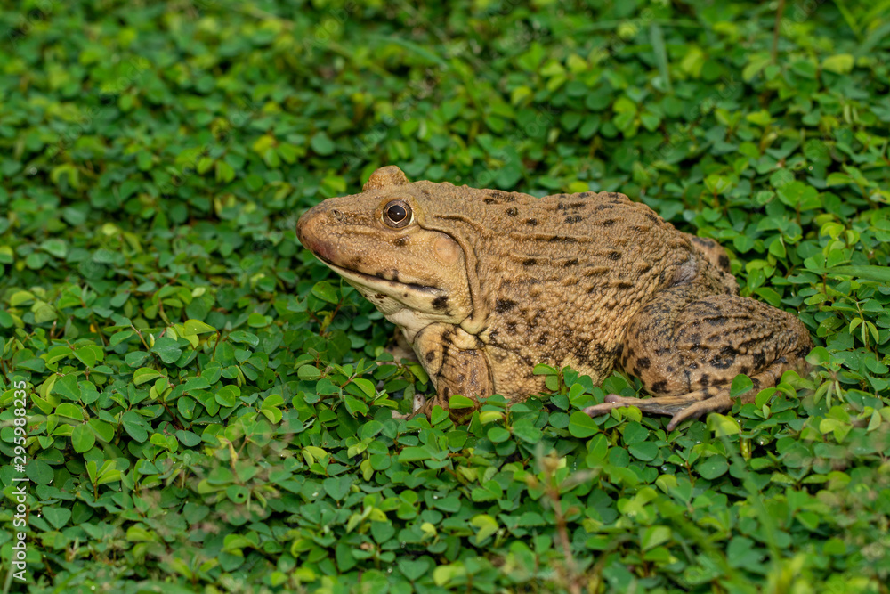 Image of Chinese edible frog, East Asian bullfrog, Taiwanese frog (Hoplobatrachus rugulosus) on the grass. Amphibian. Animal. Image of Chinese edible frog, East Asian bullfrog, Taiwanese frog (Hoplobatrachus rugulosus) on the grass. Amphibian. Animal.