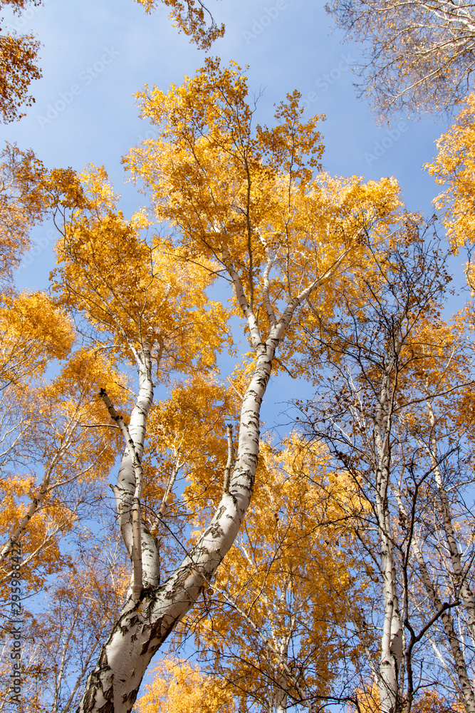 Autumn concept, birch forest. Beautiful natural bottom view of the trunks and tops of birches with golden bright autumn foliage against a blue sky Autumn concept, birch forest. Beautiful natural bottom view of the trunks and tops of birches with golden bright autumn foliage against a blue sky