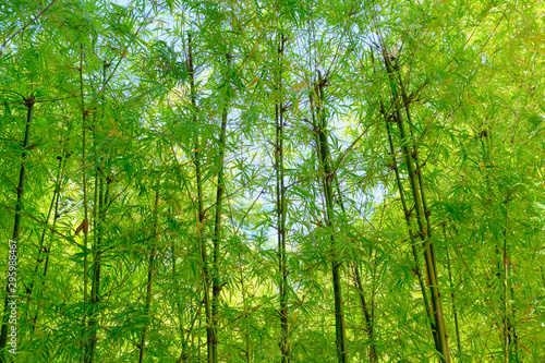 bamboo tree in garden outdoor