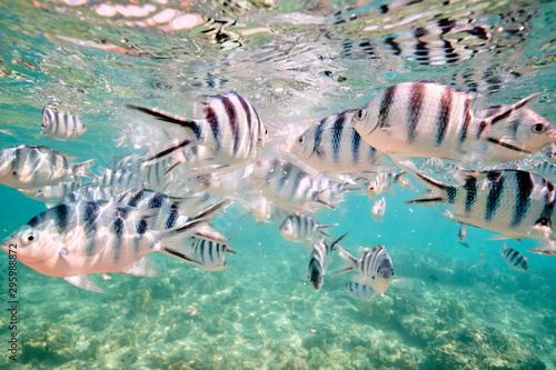 Large school of tropical scissor tail sergeant fish feeding in tropical waters of Fiji