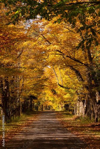 Secluded Narrow Lane Road Tree Leaves Autumn Season Fall Colors