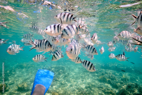 Large school of tropical scissor tail sergeant fish feeding in tropical waters of Fiji
