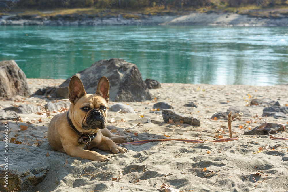 French bulldog lies on the sand near the water at the warm autumn day. Travel with pets