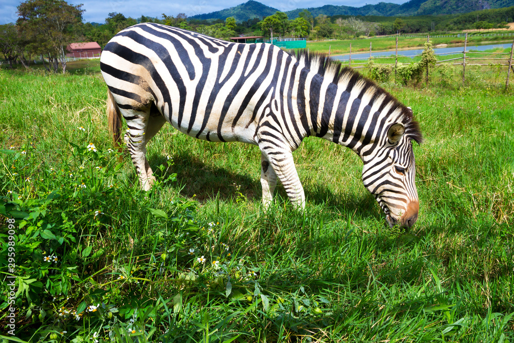Zebra eating grass in Singha Park Zebra eating grass in Singha Park