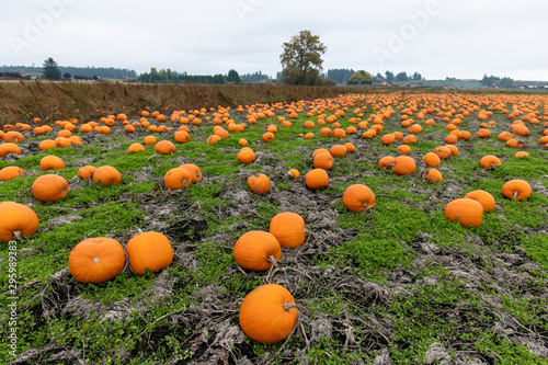 Pumpkin Patch