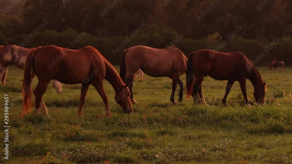 Still shot of a group of large horses grazing and feeding on the lush green grass on a ranch in Hawaii. Shot during golden hour. Still shot of a group of large horses grazing and feeding on the lush green grass on a ranch in Hawaii. Shot during golden hour.