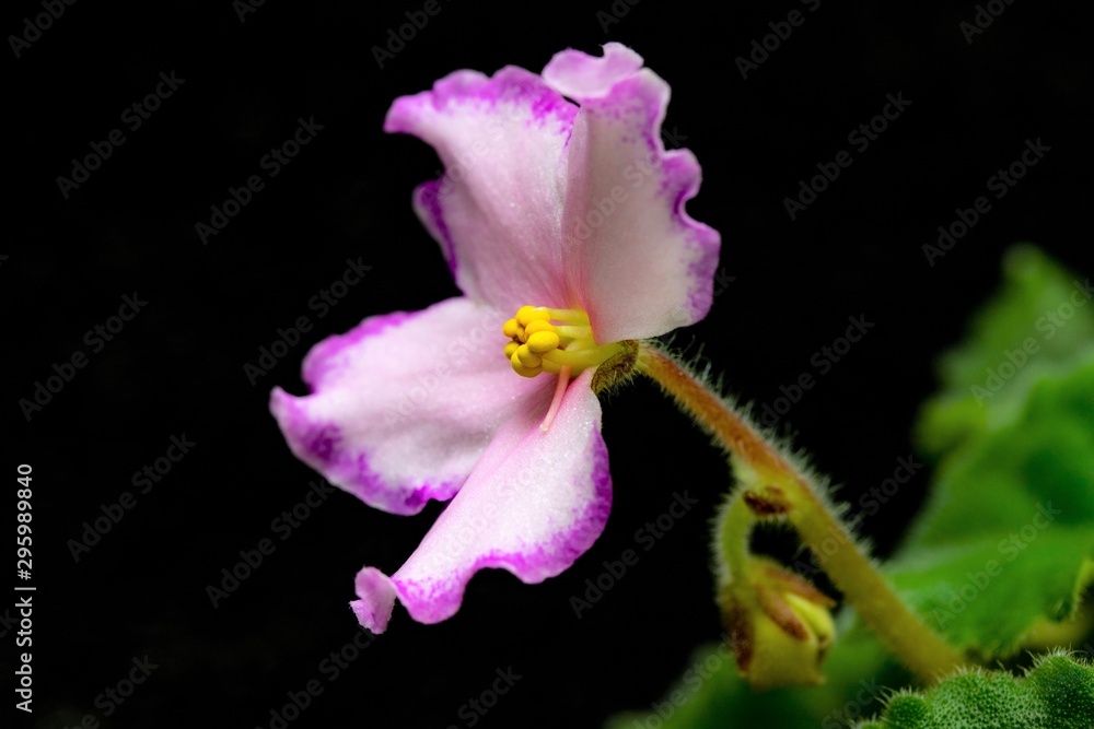 Viola purple flower, close up. Viola purple flower, close up.