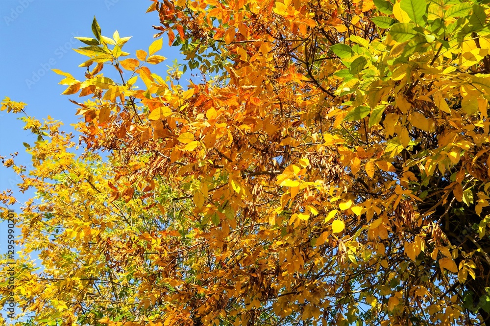 Yellow autumn leaves on a tree against a blue sky. Panorama landscape, angry yellow orange. Yellow autumn leaves on a tree against a blue sky. Panorama landscape, angry yellow orange.