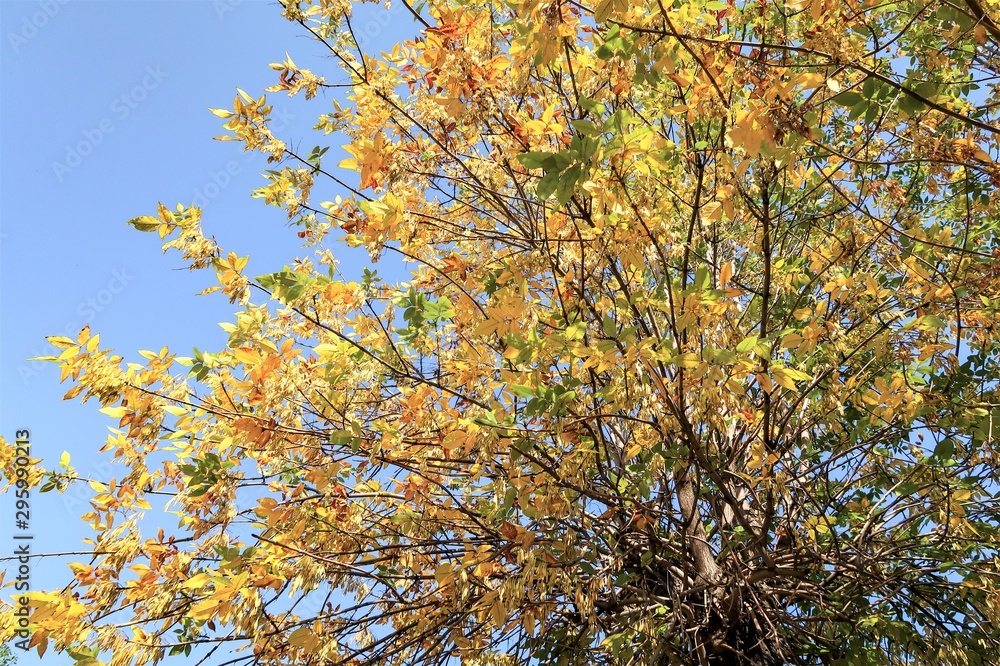 Yellow autumn leaves on a tree against a blue sky. Panorama landscape, angry yellow orange. Yellow autumn leaves on a tree against a blue sky. Panorama landscape, angry yellow orange.