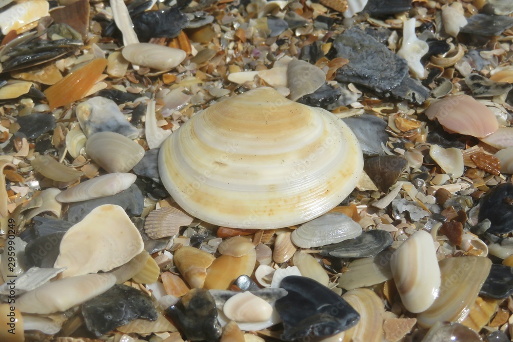 Seashells on the beach in Atlantic coast of North Florida