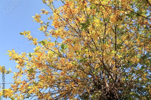 Yellow autumn leaves on a tree against a blue sky. Panorama landscape  angry yellow orange.