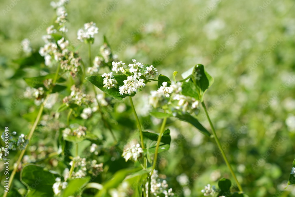 White flowers in autumn buckwheat field