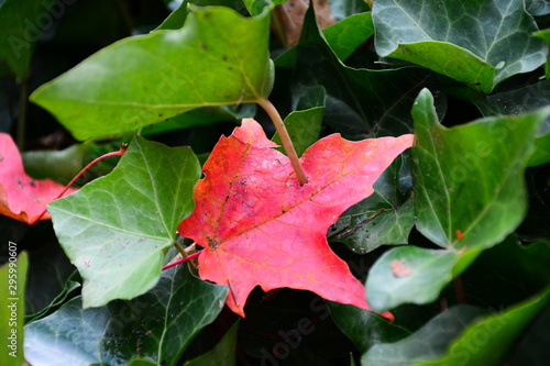 Red maple leaf surrounded and punctured by green ivy leaves in Burnaby, BC, Canada.