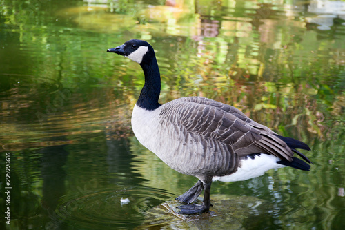 Canada goose (Branta canadensis) standing on a rock in a pond in Burnaby, BC, Canada.