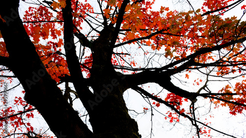 Maple tree with red and orange leaves in Burnaby, BC, Canada.